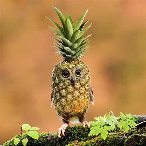 Buy FIALAME Resin Pineapple Owl Statue Ornament Funny Fruit Pineapple Owl Figurine Waterproof for Indoor Home Office: Collectible Figurines - Amazon.com FREE DELIVERY possible on eligible purchases